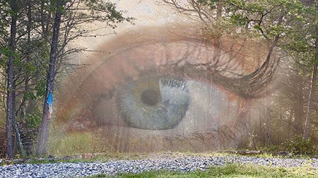 Seeing eye in Forest a 450